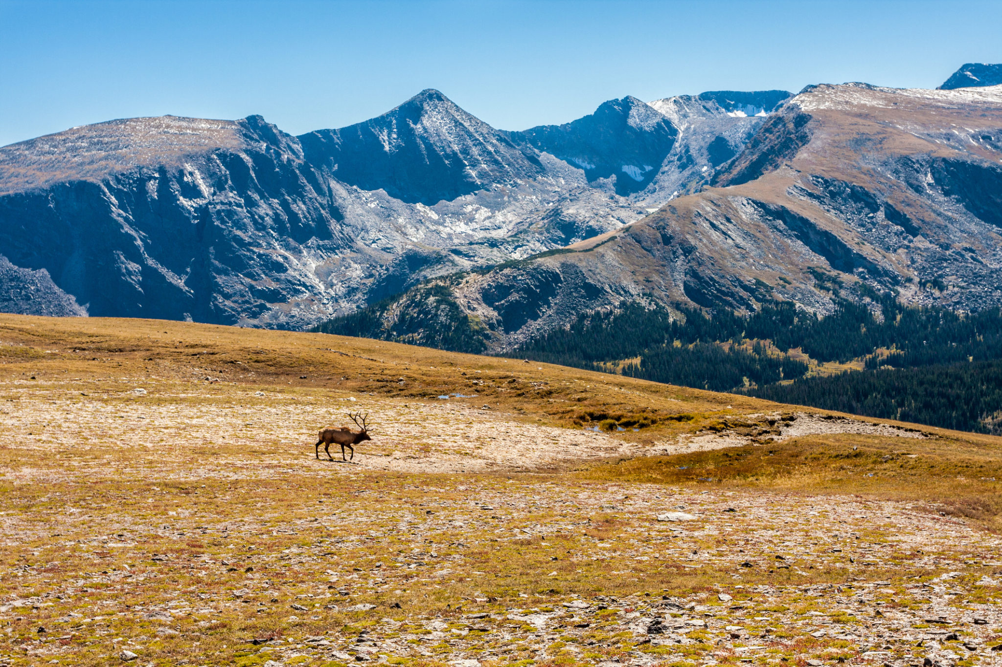lone bull elk walking across tundra field with mountains in background, view from Trail Ridge Road in Rocky Mountain National Park