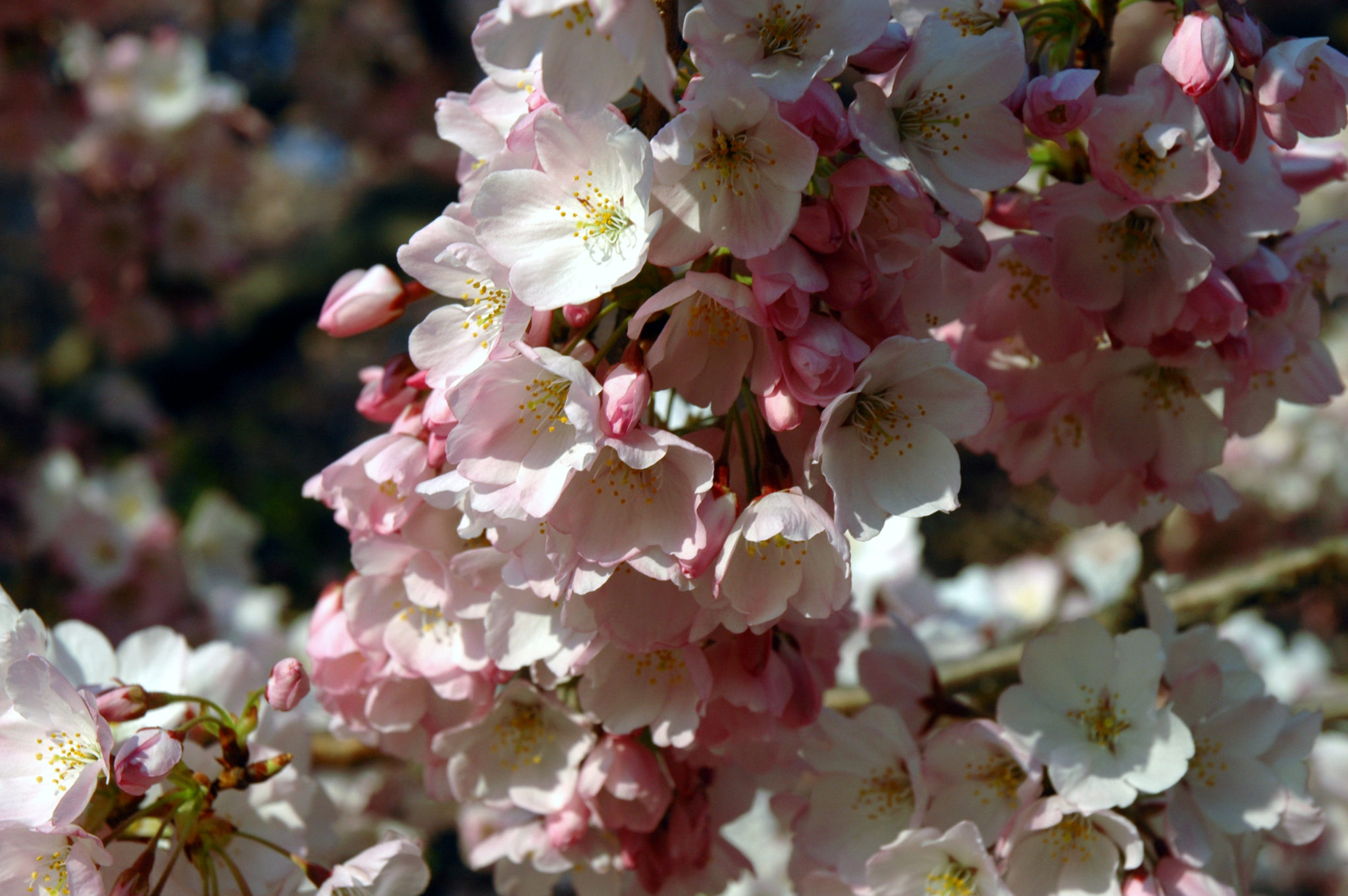 Book Early for the National Cherry Blossom Festival and Save