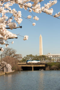 Cherry Blossom DC Amtrak
